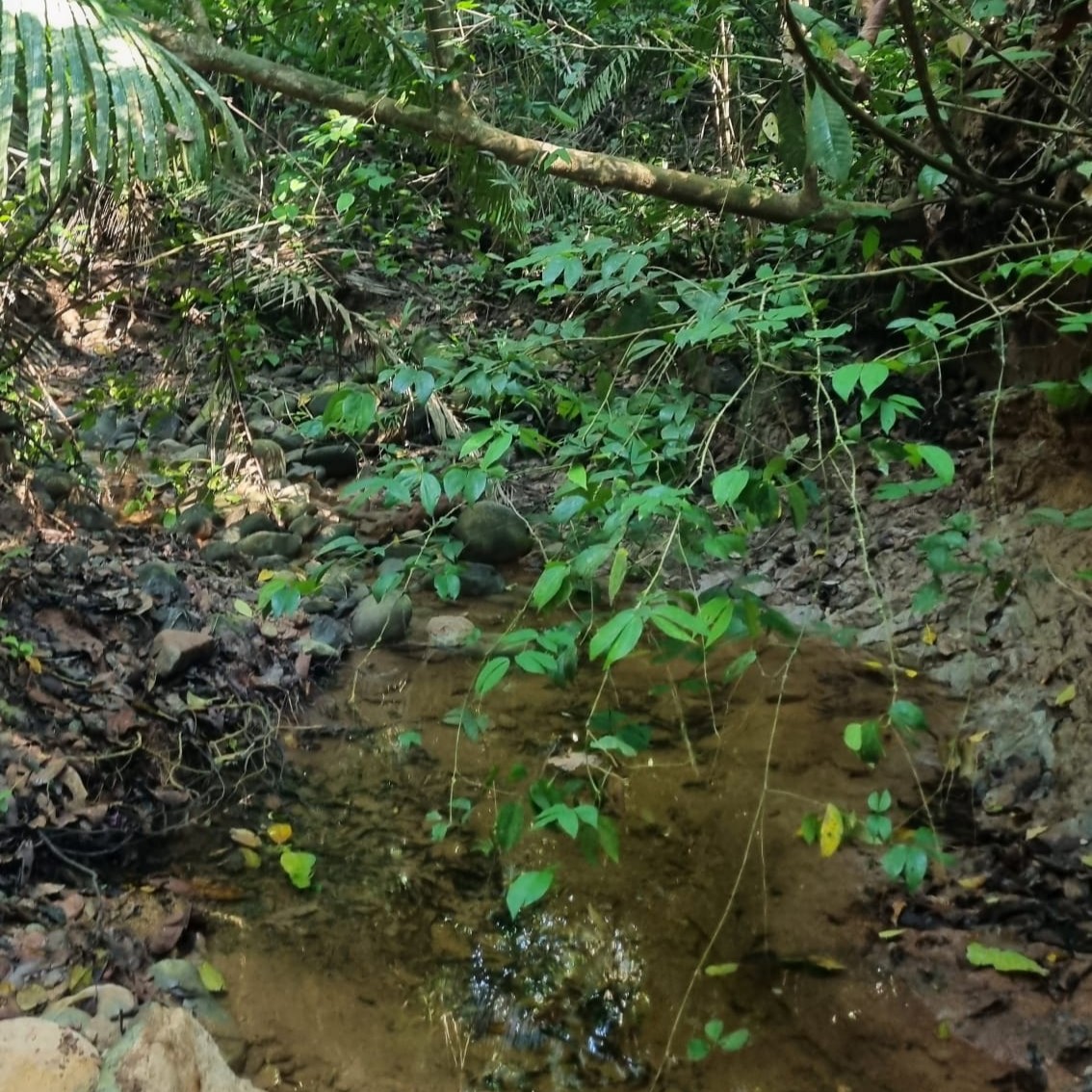 The stream