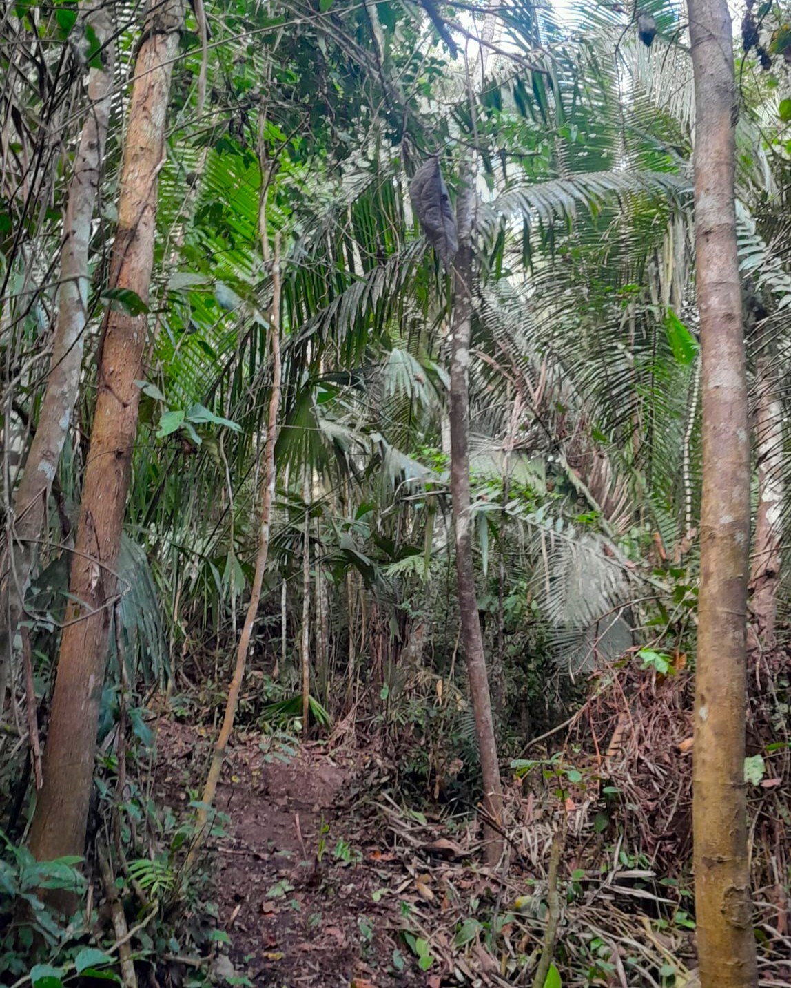 Into the jungle