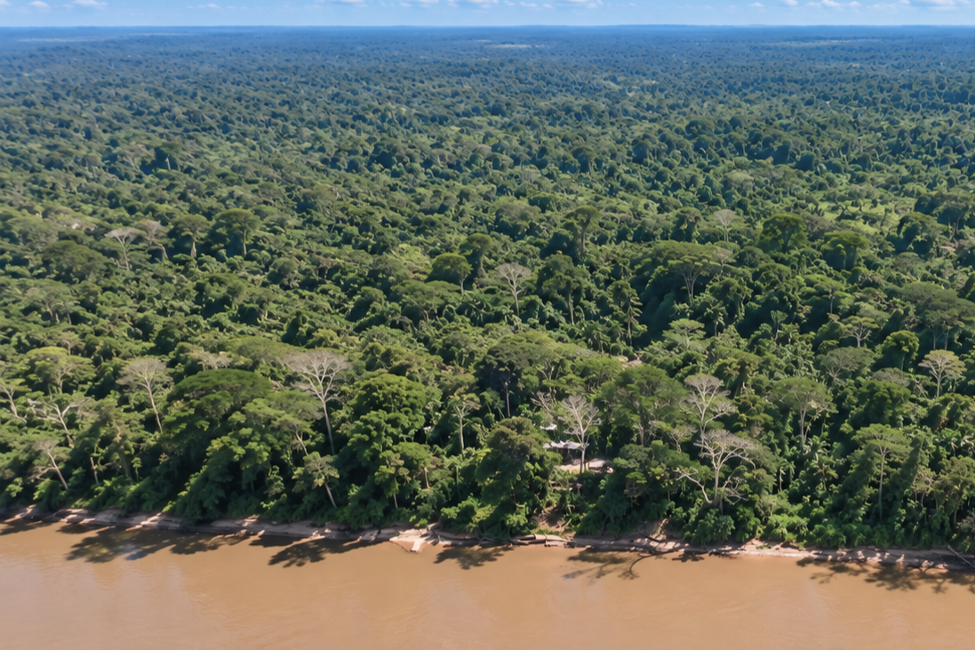Above the canopy