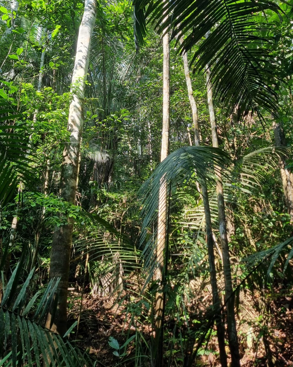 Inside the forest
