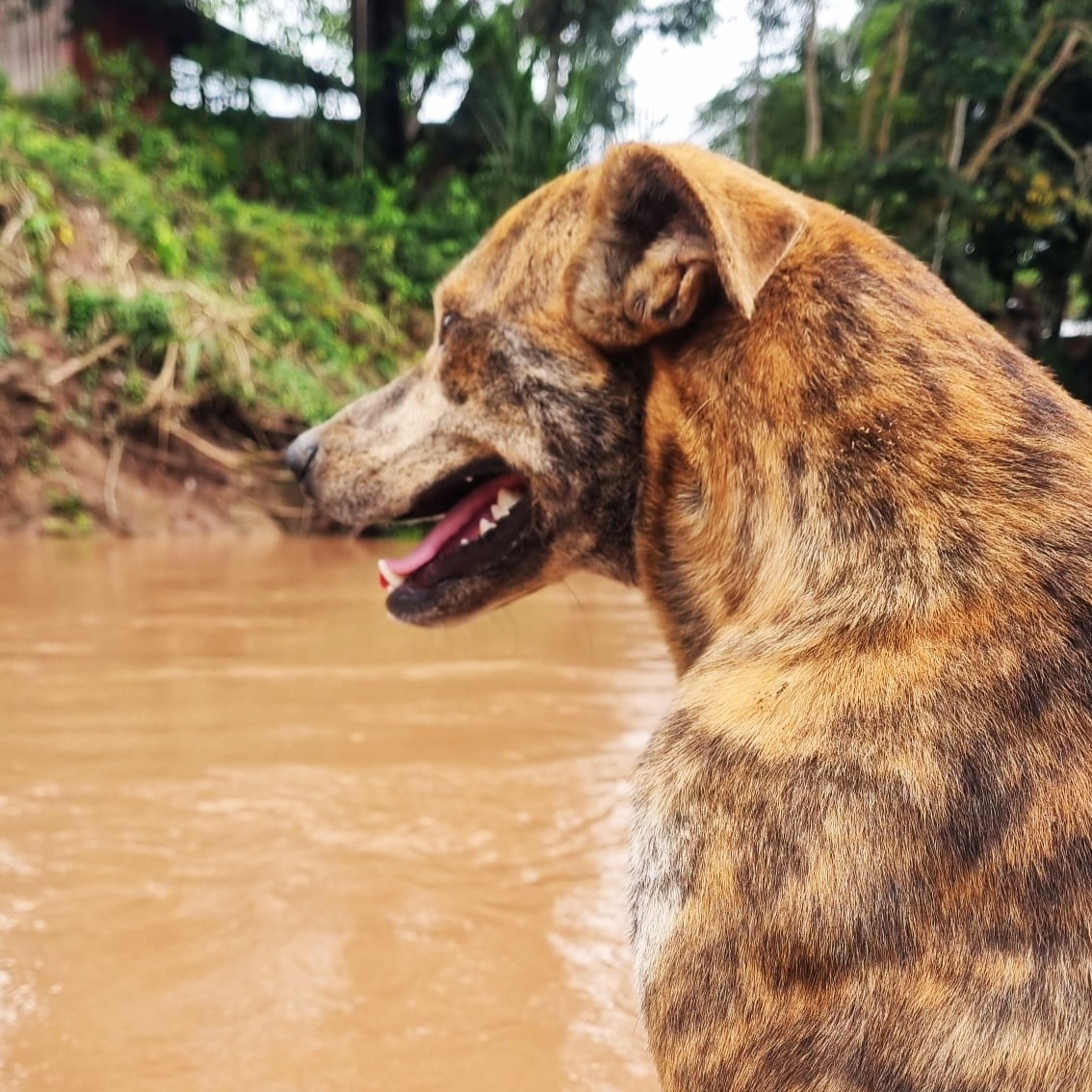 Dog on a Boat