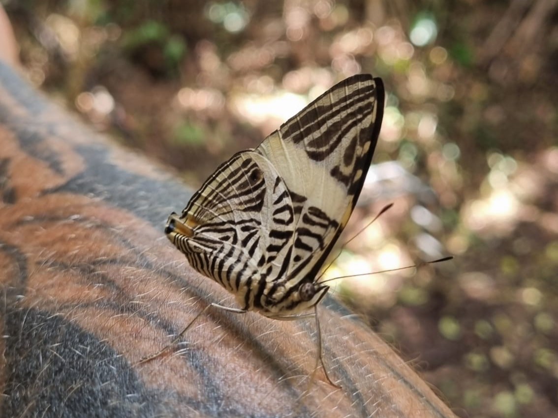 Amazon wildlife